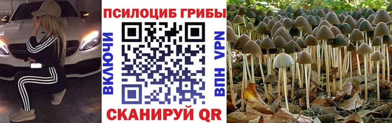 купить  сайты  Казань  Галлюциногенные грибы Psilocybine cubensis 